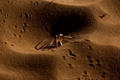 Dünenspinne