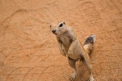 Erdhörnchen