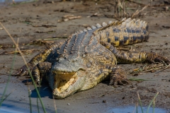 Alligator