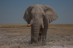 Elefant
