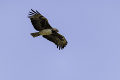 Adler_5TB8636