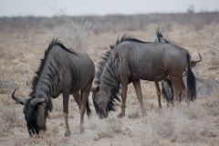 Gnus