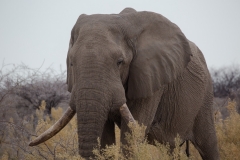 Elefant
