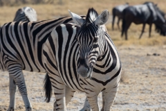 Zebras