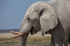 Elefant