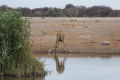trinkende Giraffe