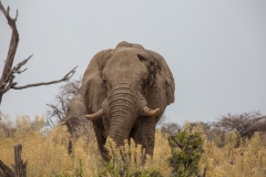 Elefant