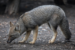 Graufuchs