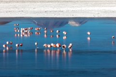 Flamingos