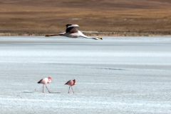 Flamingo im Flug