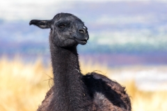 Guanako
