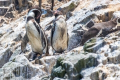 Humboldt Pinguine