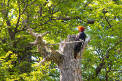 Patagonischer Specht