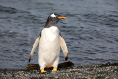 Eselspinguin am Strand