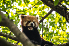 kleiner Panda
