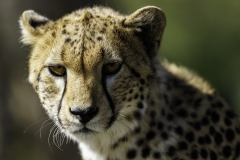 Gepard_5TB1994