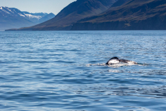 abtauchender Buckelwal