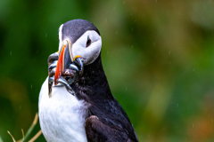 Papageientaucher mit Sandaal