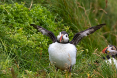 flügelschlagender Puffin