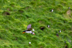 fliegender Papageientaucher