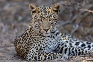Leopard